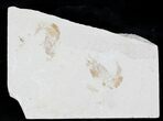 Cretaceous Fossil Shrimp Carpopenaeus - Lebanon #24058-1